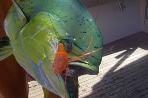 Dolphin1