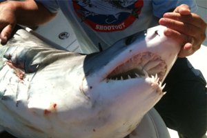 RT_shark