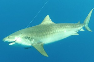 IMG950104